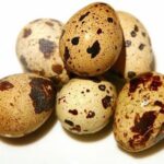 quail-eggs